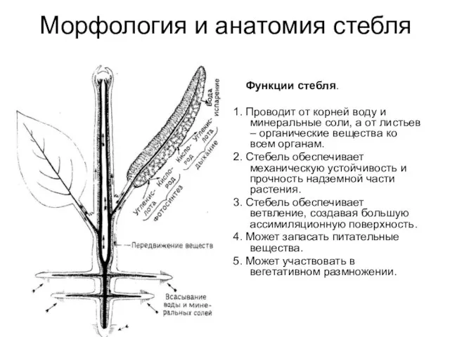 Морфология и анатомия стебля Функции стебля. 1. Проводит от корней воду и