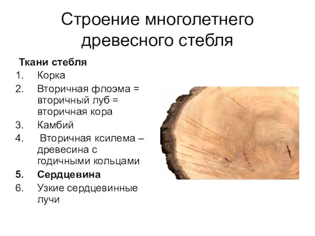Строение многолетнего древесного стебля Ткани стебля Корка Вторичная флоэма = вторичный луб