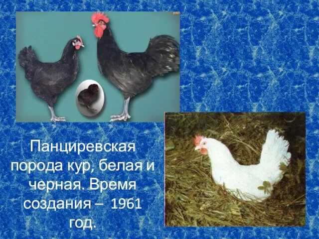 Панциревская порода кур, белая и черная. Время создания – 1961 год.