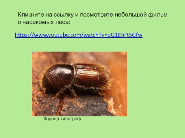 https://www.youtube.com/watch?v=oQ1EhFt5Gfw Кликните на ссылку и посмотрите небольшой фильм о насекомых леса: Короед-типограф