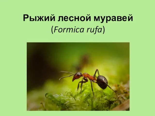Рыжий лесной муравей (Formica rufa)