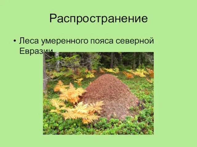 Распространение Леса умеренного пояса северной Евразии