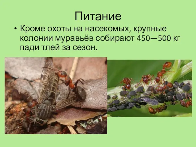 Питание Кроме охоты на насекомых, крупные колонии муравьёв собирают 450—500 кг пади тлей за сезон.