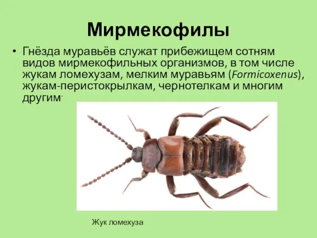 Мирмекофилы Гнёзда муравьёв служат прибежищем сотням видов мирмекофильных организмов, в том числе