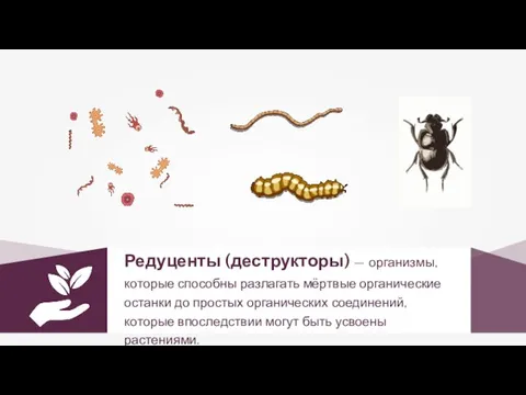 Редуценты (деструкторы) — организмы, которые способны разлагать мёртвые органические останки до простых