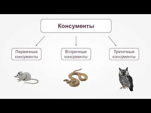 Консументы