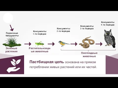 Пастбищная цепь основана на прямом потреблении живых растений или их частей. Зелёные