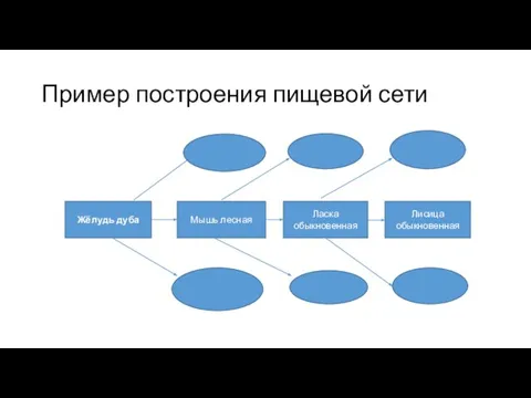 Пример построения пищевой сети Жёлудь дуба Мышь лесная Ласка обыкновенная Лисица обыкновенная