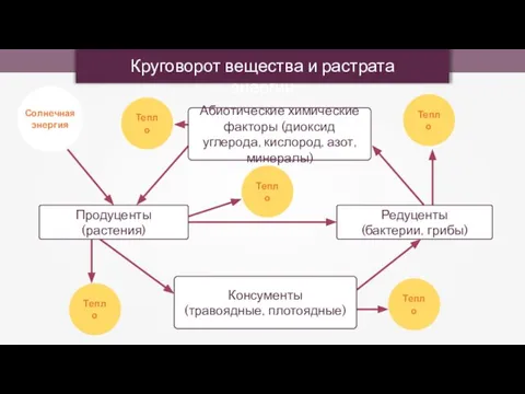 Круговорот вещества и растрата энергии Тепло Тепло Тепло Тепло Тепло Продуценты (растения)