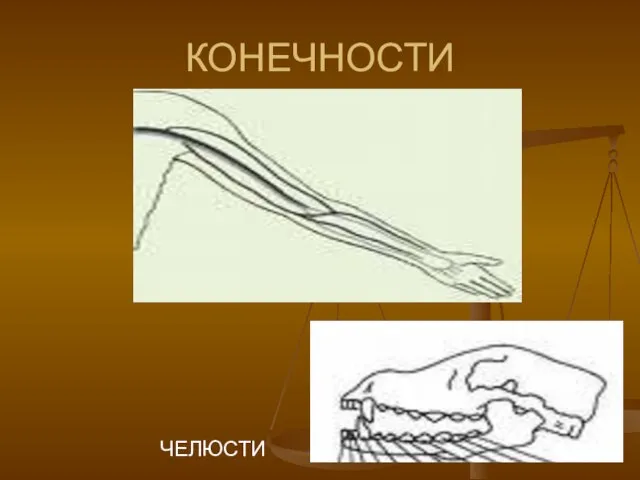 КОНЕЧНОСТИ ЧЕЛЮСТИ