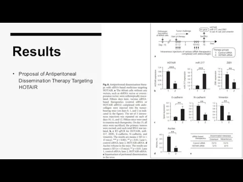 Results Proposal of Antiperitoneal Dissemination Therapy Targeting HOTAIR