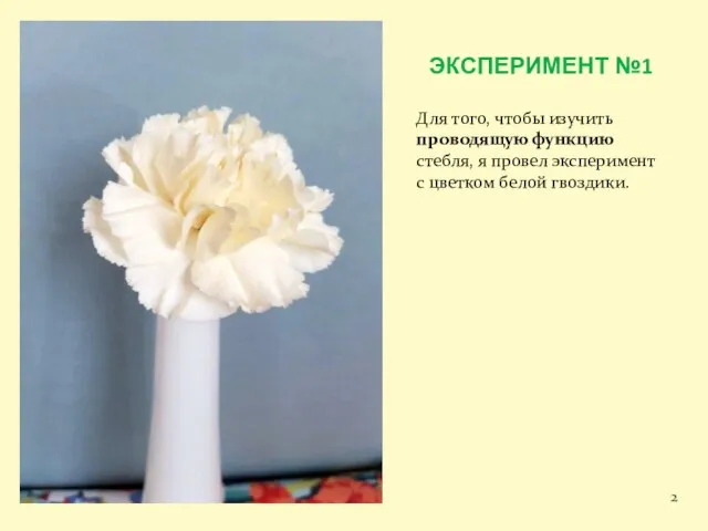 Для того, чтобы изучить проводящую функцию стебля, я провел эксперимент с цветком белой гвоздики. ЭКСПЕРИМЕНТ №1