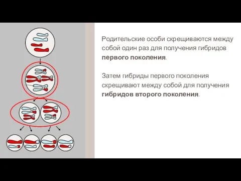 Родительские особи скрещиваются между собой один раз для получения гибридов первого поколения.