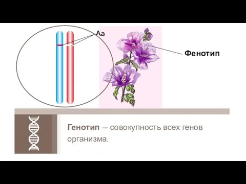 Генотип — совокупность всех генов организма. Aa Фенотип