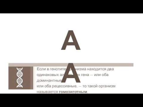 Если в генотипе организма находится два одинаковых аллельных гена — или оба