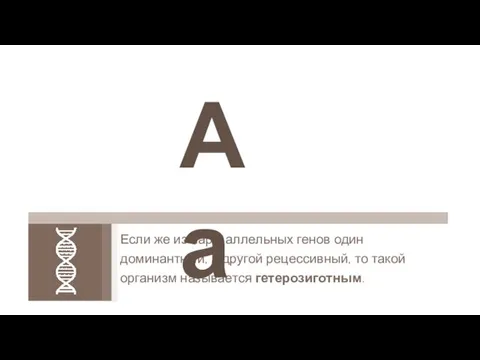 Если же из пары аллельных генов один доминантный, а другой рецессивный, то