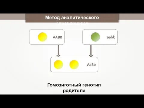 Гомозиготный генотип родителя AABB aabb AaBb Метод аналитического скрещивания