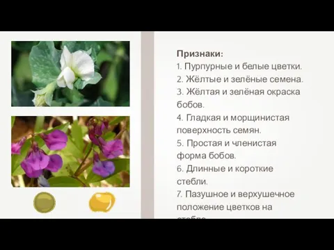 Признаки: 1. Пурпурные и белые цветки. 2. Жёлтые и зелёные семена. 3.