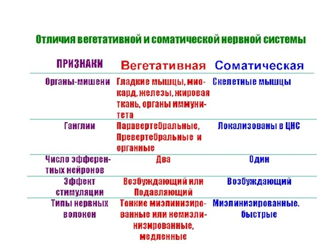 Отличия вегетативной и соматической нервной системы