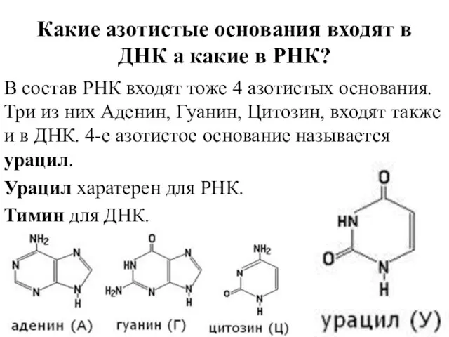 Какие азотистые основания входят в ДНК а какие в РНК? В состав