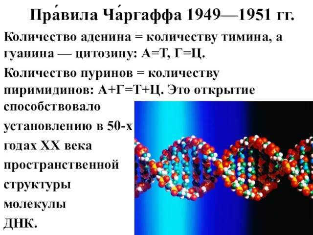 Пра́вила Ча́ргаффа 1949—1951 гг. Количество аденина = количеству тимина, а гуанина —