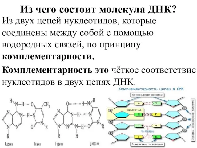 Из чего состоит молекула ДНК? Из двух цепей нуклеотидов, которые соединены между