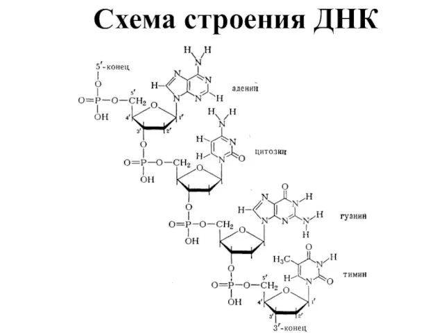 Схема строения ДНК