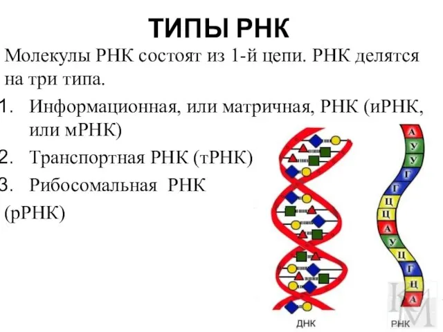 ТИПЫ РНК Молекулы РНК состоят из 1-й цепи. РНК делятся на три