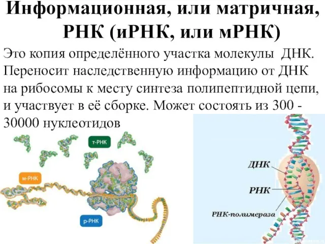 Информационная, или матричная, РНК (иРНК, или мРНК) Это копия определённого участка молекулы