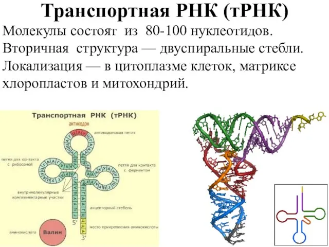Транспортная РНК (тРНК) Молекулы состоят из 80-100 нуклеотидов. Вторичная структура — двуспиральные