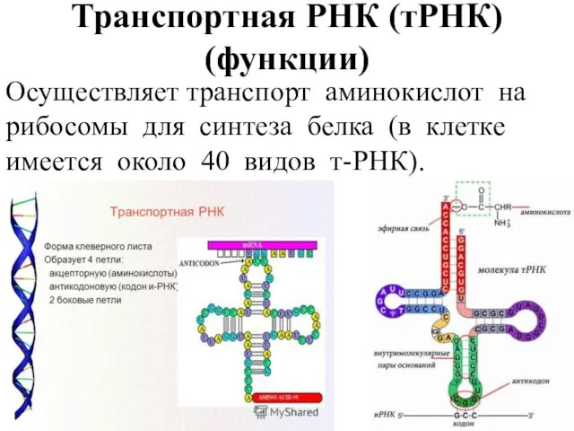 Транспортная РНК (тРНК) (функции) Осуществляет транспорт аминокислот на рибосомы для синтеза белка