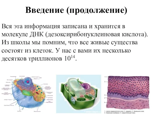 Введение (продолжение) Вся эта информация записана и хранится в молекуле ДНК (дезоксирибонуклеиновая