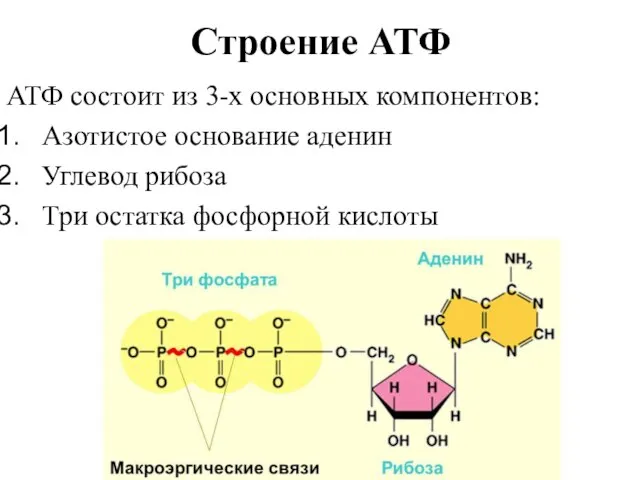 Строение АТФ АТФ состоит из 3-х основных компонентов: Азотистое основание аденин Углевод