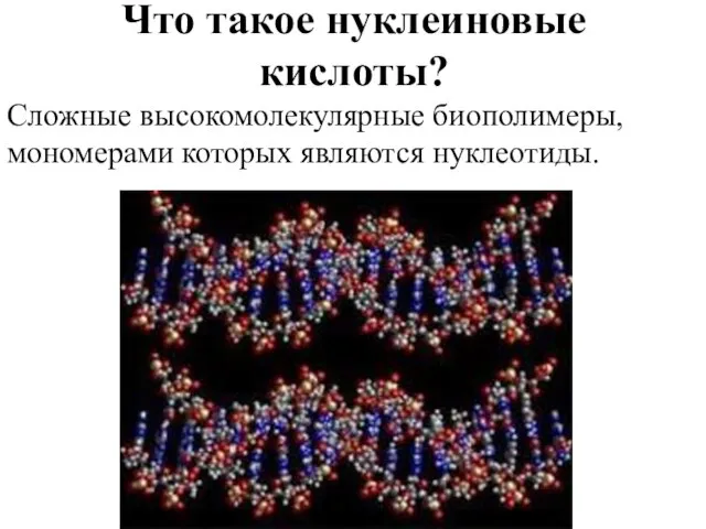 Что такое нуклеиновые кислоты? Сложные высокомолекулярные биополимеры, мономерами которых являются нуклеотиды.