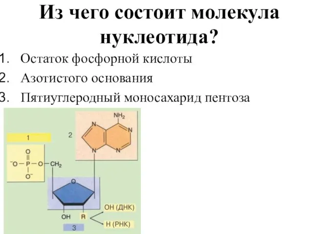 Из чего состоит молекула нуклеотида? Остаток фосфорной кислоты Азотистого основания Пятиуглеродный моносахарид пентоза