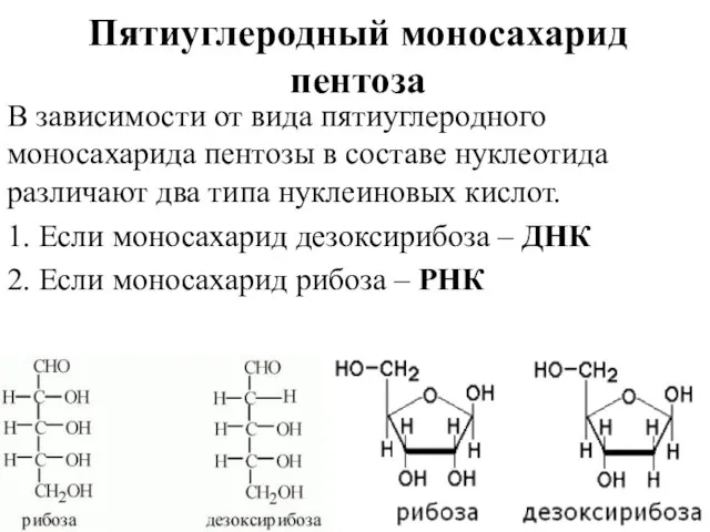 Пятиуглеродный моносахарид пентоза В зависимости от вида пятиуглеродного моносахарида пентозы в составе