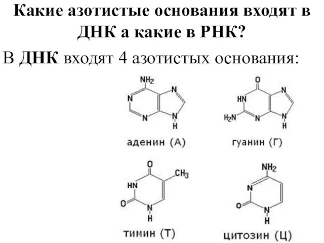 Какие азотистые основания входят в ДНК а какие в РНК? В ДНК входят 4 азотистых основания: