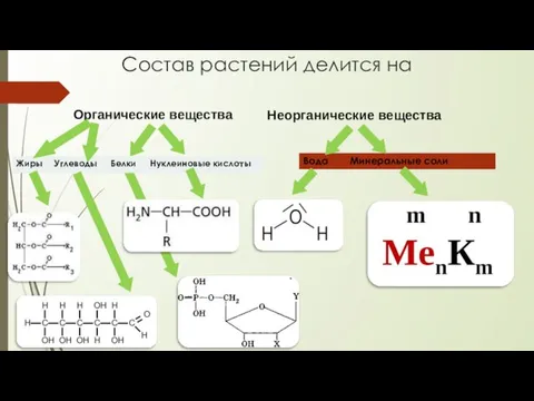 Состав растений делится на