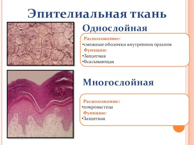 Эпителиальная ткань Однослойная Многослойная Расположение: смежные оболочки внутренних органов Функции: Защитная Всасывающая