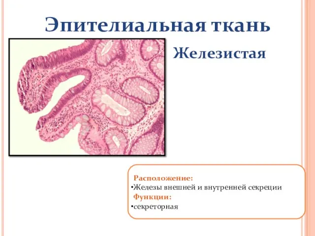 Эпителиальная ткань Железистая Расположение: Железы внешней и внутренней секреции Функции: секреторная