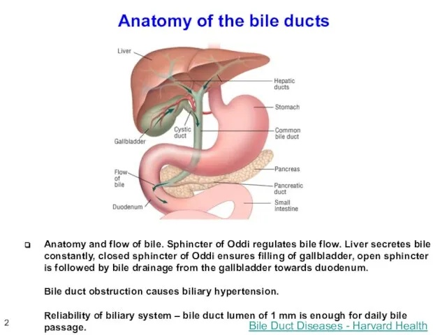 Anatomy of the bile ducts Bile Duct Diseases - Harvard Health Anatomy