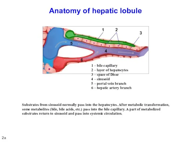 Anatomy of hepatic lobule Substrates from sinusoid normally pass into the hepatocytes.