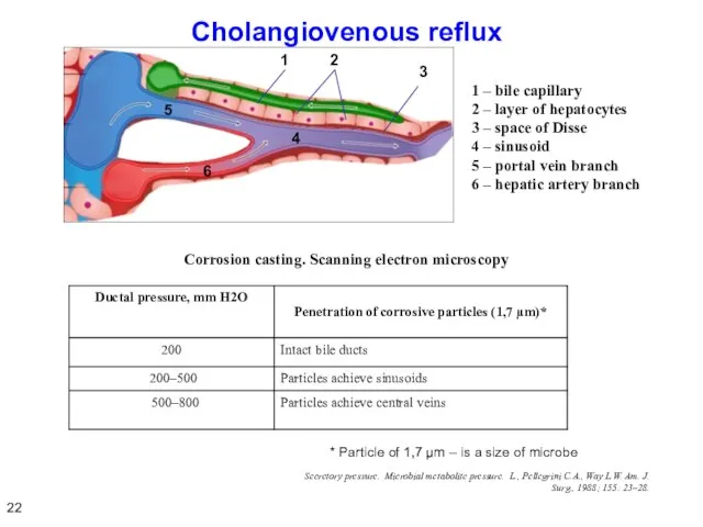 Cholangiovenous reflux Corrosion casting. Scanning electron microscopy Secretory pressure. Microbial metabolite pressure.