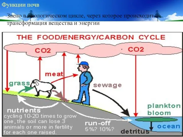 Функции почв Звено в биологическом цикле, через которое происходит трансформация вещества и энергии