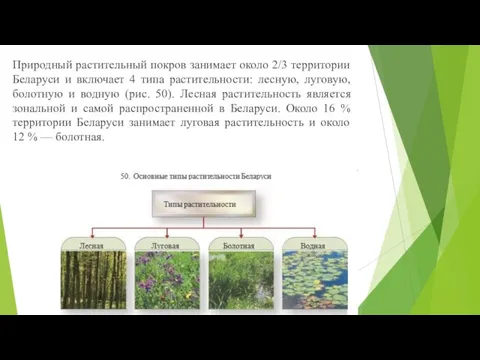 Природный растительный покров занимает около 2/3 территории Беларуси и включает 4 типа