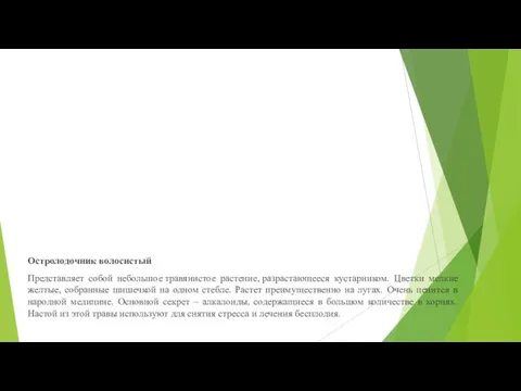 Остролодочник волосистый Представляет собой небольшое травянистое растение, разрастающееся кустарником. Цветки мелкие желтые,