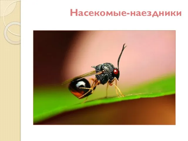 Насекомые-наездники