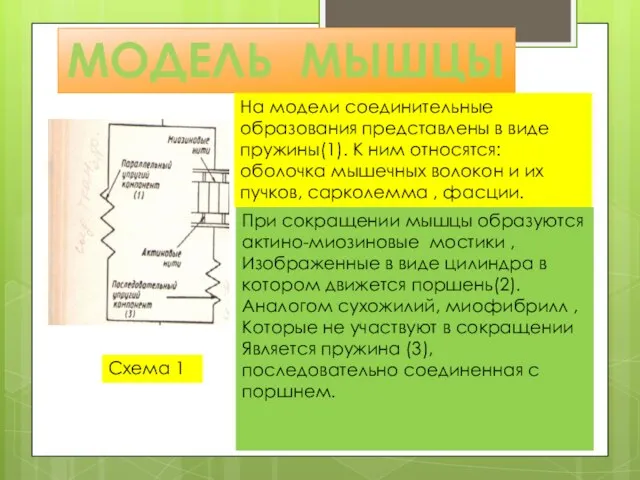 МОДЕЛЬ МЫШЦЫ На модели соединительные образования представлены в виде пружины(1). К ним