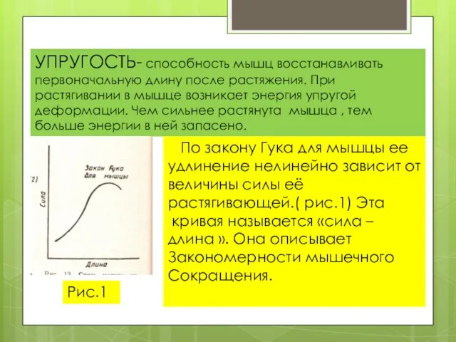 УПРУГОСТЬ- способность мышц восстанавливать первоначальную длину после растяжения. При растягивании в мышце