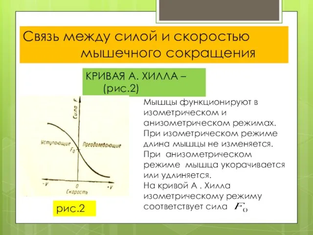 Связь между силой и скоростью мышечного сокращения КРИВАЯ А. ХИЛЛА – (рис.2)